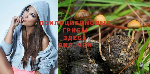 PSILOCYBIN Волосово